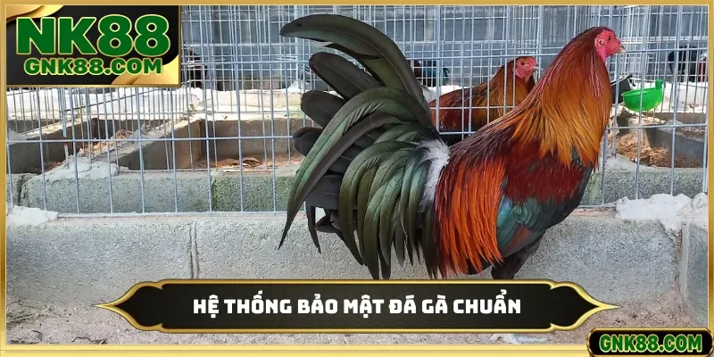 Hệ thống bảo mật đá gà chuẩn