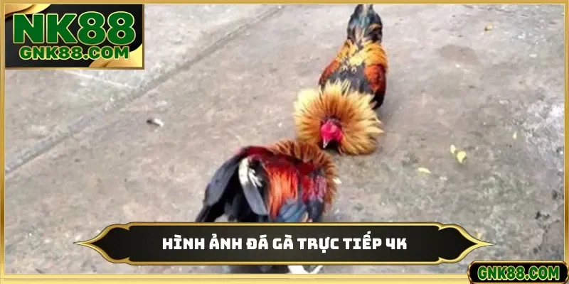 Hình ảnh đá gà trực tiếp 4K